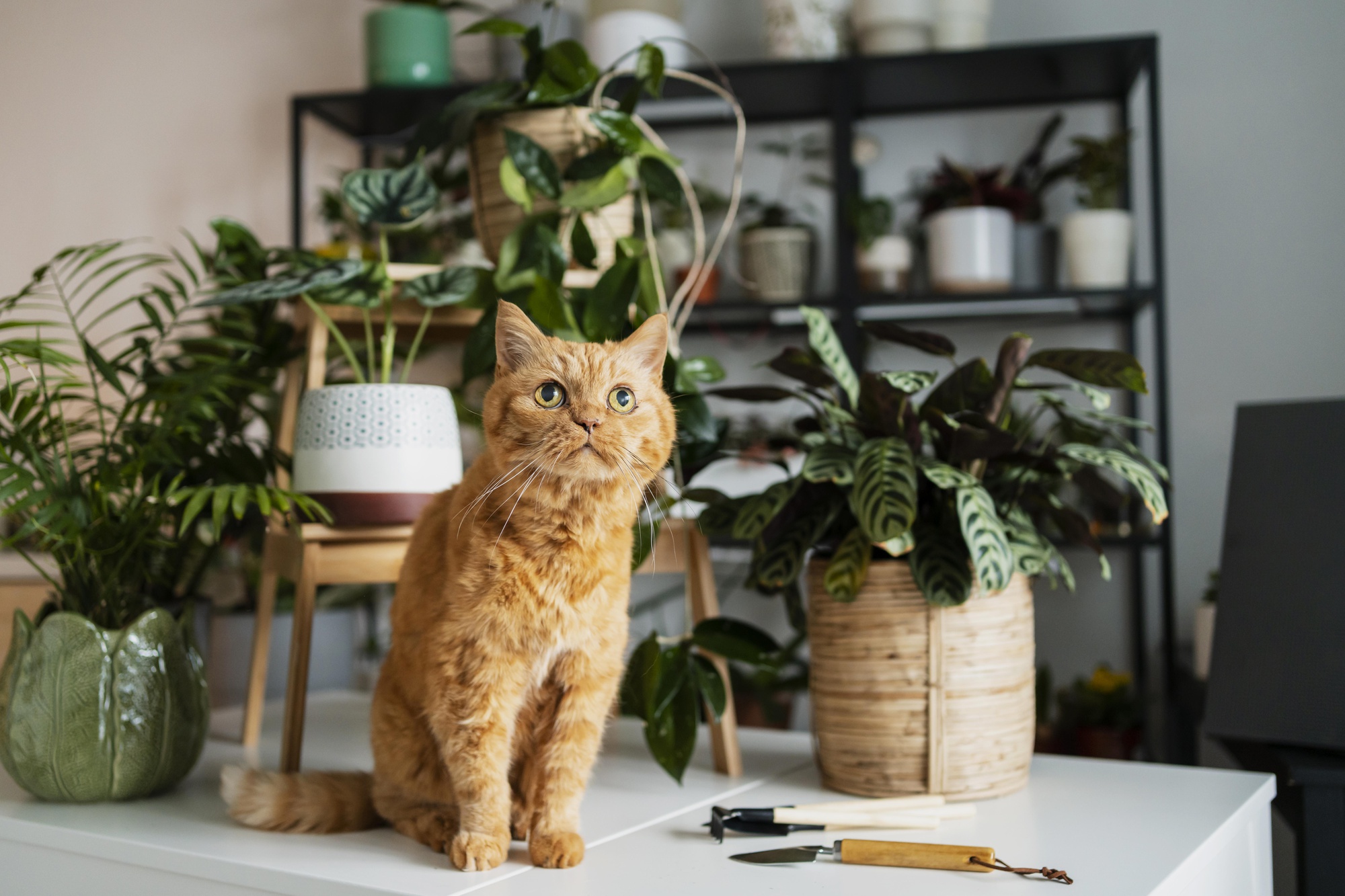 Кот стоит у растений