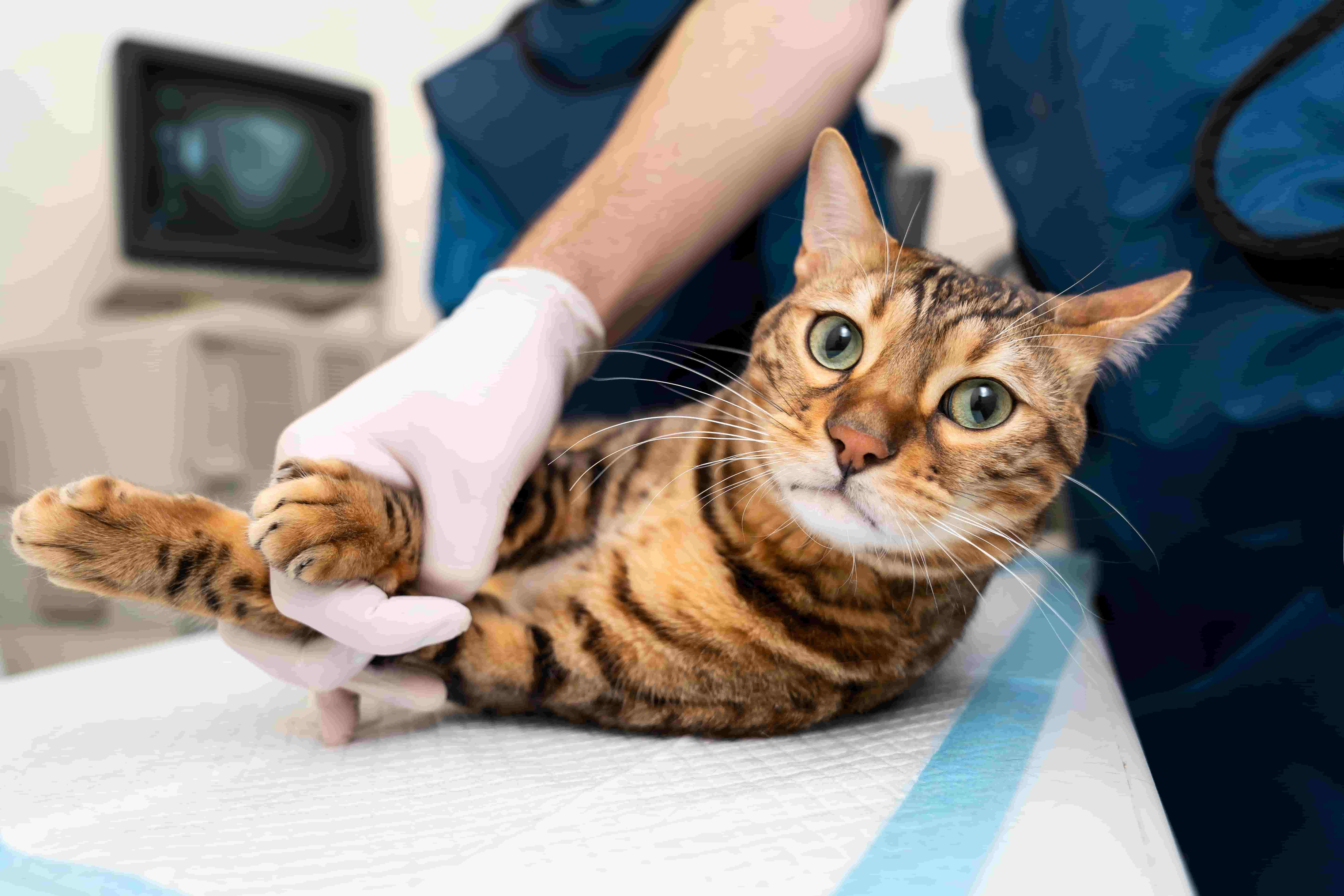 Кишечный воспалительный процесс у кошек — цены и запись на приём в  ветклинику «АМИКУС ВЕТ»