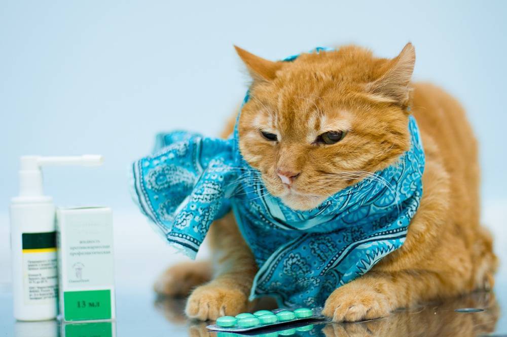 Простуда у котенка — статьи ветеринаров «Амикус Вет»